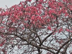 -天适樱花悠乐园