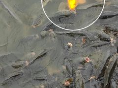 -武清南湖绿博园