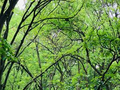 -上海佘山国家森林公园天马山园