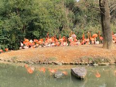 -上海野生动物园