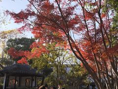 -秋霞圃