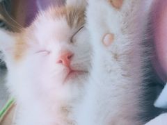 -平行世界·猫咖(首经贸店)