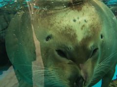 -海合安成都极地海洋公园