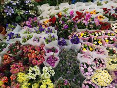 -双季花艺园艺市场(浦东店)