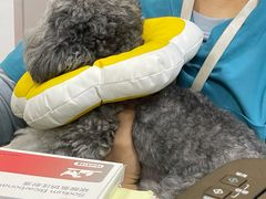 -美联众合动物医院·24h转诊中心