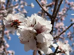 -桃花堤公园