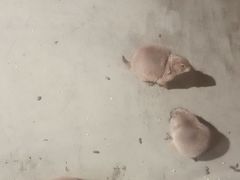 -正佳雨林生态植物园