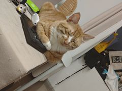-宠颐生宠物医院·异宠猫科内科·诊疗中心宠巢店