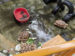 -南宫五洲植物乐园