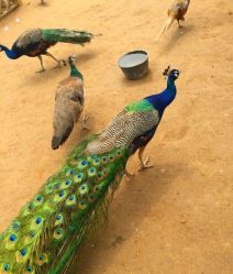 -萌宠亲子动物乐园(槐房万达店)