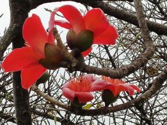 -攀枝花公园