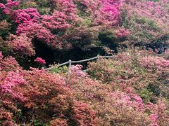 -木兰云雾山