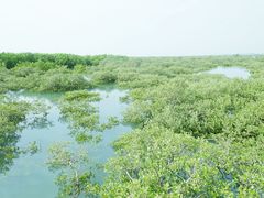 -北海金海湾红树林生态旅游区