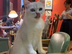 -猫色咖啡·猫咖