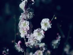 -梅花山(明孝陵内)
