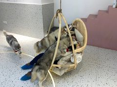 -Husky Go!哈士奇体验馆·宠物咖啡厅狗咖