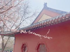 -桃花堤公园
