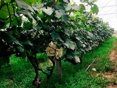 -马陆小张葡萄园农家乐