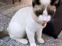 -绒爪撸猫下午茶·猫咖