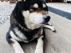 -柴犬高等学院·狗咖·柴犬售卖·宠物训练