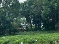 -野蔓果·山野菜(西湖景区·龙井茶田店)