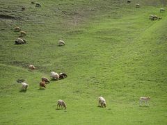 -新疆那拉提国家旅游度假区