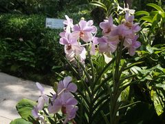 -新加坡植物园