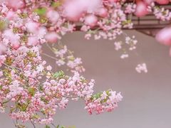 -莫愁湖公园