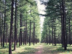 -塞罕坝国家级自然保护区