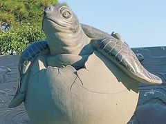 -广东惠东海龟国家级自然保护区