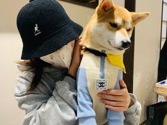 -逗柴咖啡屋·狗咖猫咖宠物桌游