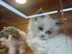 -猫十亿·布偶金渐层·曼基康矮脚猫舍(青年路店)