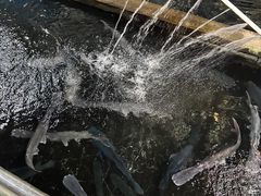 -水磨农庄