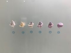 -青岛贝壳博物馆