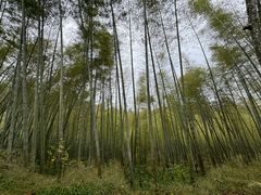 -潜山国家森林公园