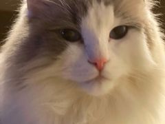 -momokira米努特·德文卷毛猫·棉花面纱犬