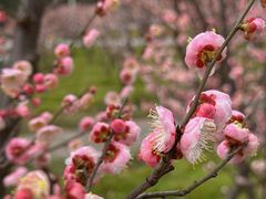 -新虹桥中心花园