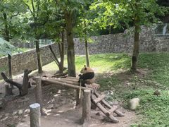-都江堰中华大熊猫苑