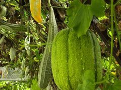 -中国天府农业博览园