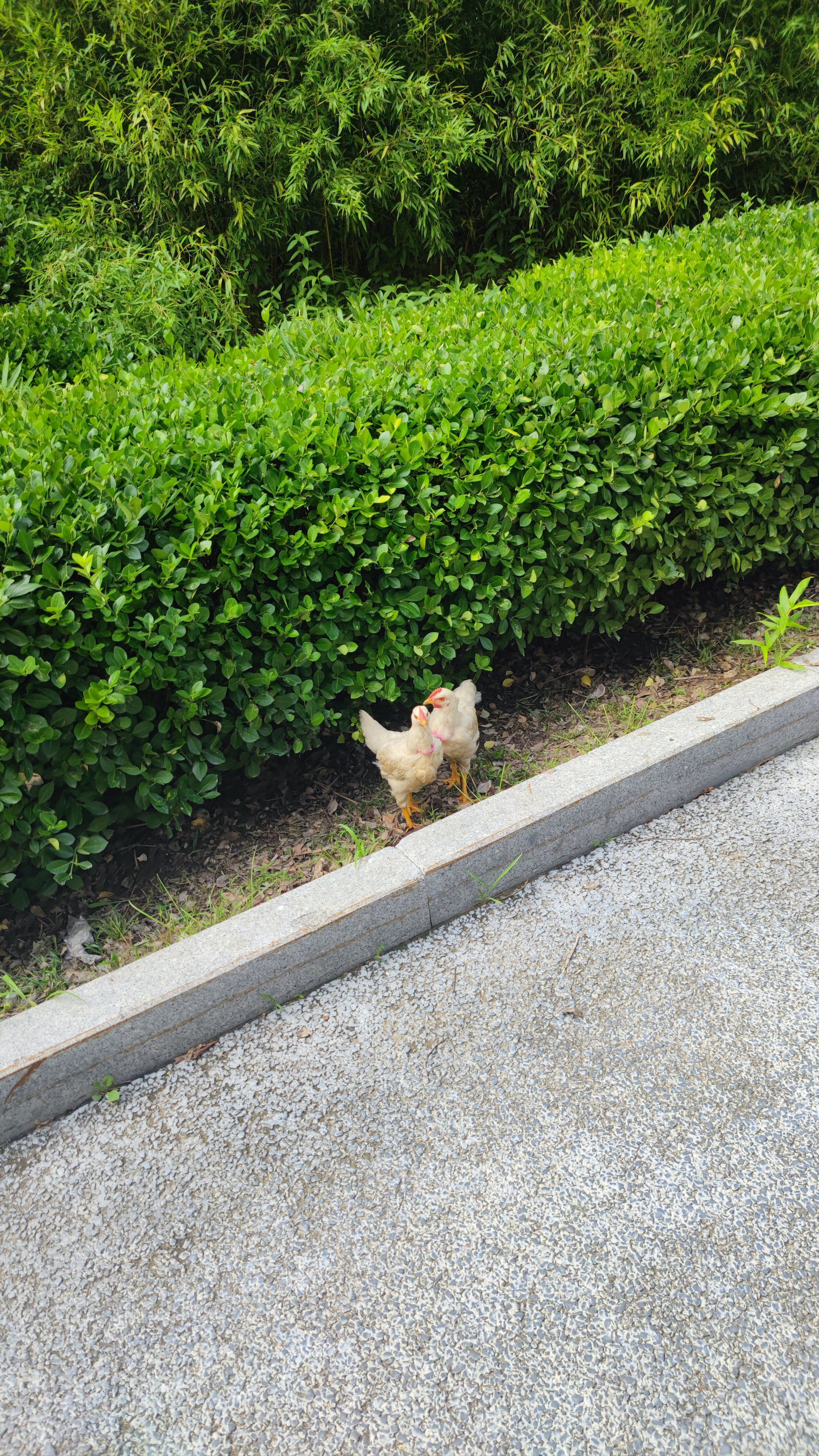 小区里有人养鸡