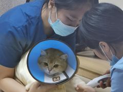 -谐和贝康宠物医院24小时·宠保定点(急重症转诊中心)