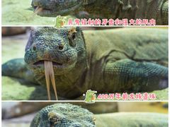 -广州长隆野生动物世界