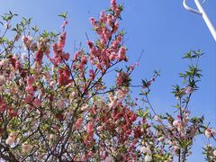 -石家庄市植物园