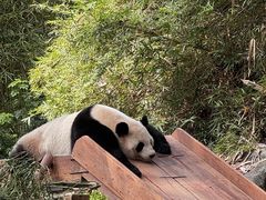 -广州长隆野生动物世界