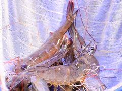 -巽寮印象美食部落餐厅·海鲜·地方特色菜(惠州体验店)