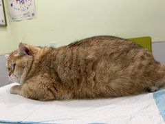-艾吉宠物医院·疑难杂症转诊中心·猫友好(碧江路院)