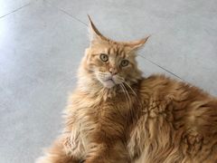 -Heymao猫咖.咖啡厅(东门店)