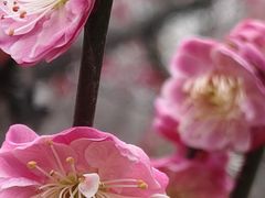 -洛阳市隋唐城遗址植物园