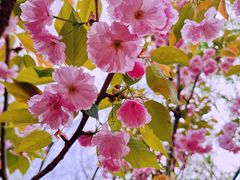 -长白岛森林公园