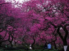 -杭州植物园